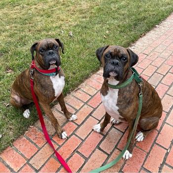 2 boxer dogs in Kennesaw, GA